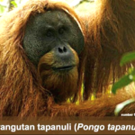 Hutan Tidak Butuh Kita Tetapi Kita Butuh Hutan “Save Batangtoru Forest”