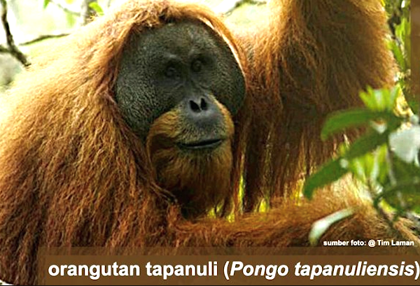 Hutan Tidak Butuh Kita Tetapi Kita Butuh Hutan “Save Batangtoru Forest”