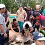 IAIN Padangsidimpuan Gelar Sholat Idul Adha 1439 Hijriyah dan Sembelih 5 Ekor Hewan Qurban