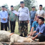 Semarakkan Idul Adha 1446 H, UIN Syahada Padangsidimpuan Laksanakan Pemotongan Hewan Qurban di Lingkungan Kampus