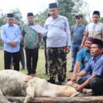 Semarakkan Idul Adha 1446 H, UIN Syahada Padangsidimpuan Laksanakan Pemotongan Hewan Qurban di Lingkungan Kampus